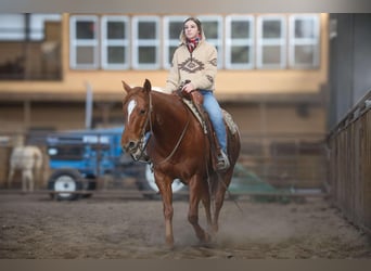 American Quarter Horse, Wallach, 8 Jahre, 152 cm, Roan-Red