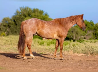 American Quarter Horse, Wallach, 8 Jahre, 152 cm, Roan-Red