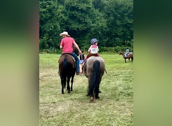 American Quarter Horse, Wallach, 8 Jahre, 152 cm, Rotbrauner