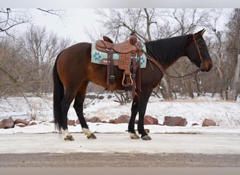 American Quarter Horse, Wallach, 8 Jahre, 152 cm, Rotbrauner