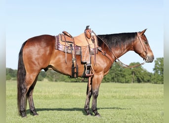 American Quarter Horse, Wallach, 8 Jahre, 152 cm, Rotbrauner