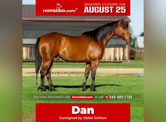 American Quarter Horse, Wallach, 8 Jahre, 152 cm, Rotbrauner