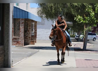 American Quarter Horse Mix, Wallach, 8 Jahre, 152 cm, Rotbrauner