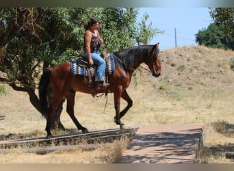 American Quarter Horse Mix, Wallach, 8 Jahre, 152 cm, Rotbrauner