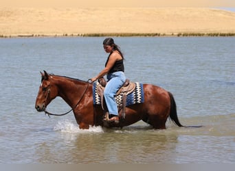 American Quarter Horse Mix, Wallach, 8 Jahre, 152 cm, Rotbrauner