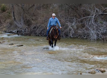 American Quarter Horse, Wallach, 8 Jahre, 152 cm, Rotbrauner