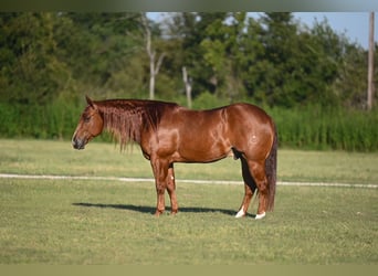 American Quarter Horse, Wallach, 8 Jahre, 152 cm, Rotfuchs