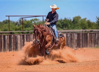 American Quarter Horse, Wallach, 8 Jahre, 152 cm, Rotfuchs