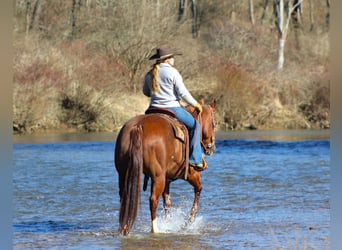 American Quarter Horse, Wallach, 8 Jahre, 152 cm, Rotfuchs