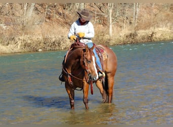 American Quarter Horse, Wallach, 8 Jahre, 152 cm, Rotfuchs