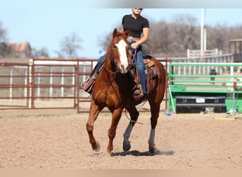 American Quarter Horse, Wallach, 8 Jahre, 152 cm, Rotfuchs