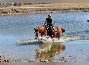 American Quarter Horse, Wallach, 8 Jahre, 152 cm, Rotfuchs