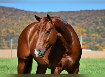American Quarter Horse, Wallach, 8 Jahre, 152 cm, Rotfuchs