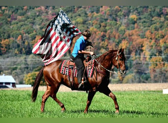 American Quarter Horse, Wallach, 8 Jahre, 152 cm, Rotfuchs