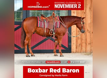 American Quarter Horse, Wallach, 8 Jahre, 152 cm, Rotfuchs