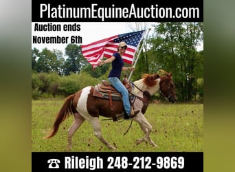 American Quarter Horse, Wallach, 8 Jahre, 152 cm, Rotfuchs