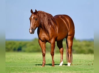 American Quarter Horse, Wallach, 8 Jahre, 152 cm, Rotfuchs