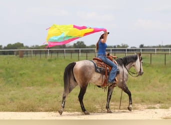 American Quarter Horse Mix, Wallach, 8 Jahre, 152 cm, Schimmel