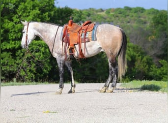 American Quarter Horse Mix, Wallach, 8 Jahre, 152 cm, Schimmel