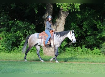 American Quarter Horse Mix, Wallach, 8 Jahre, 152 cm, Schimmel
