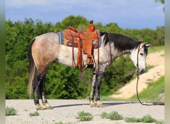American Quarter Horse Mix, Wallach, 8 Jahre, 152 cm, Schimmel