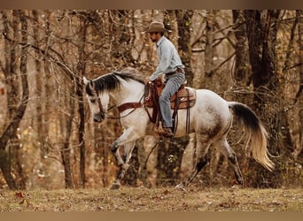 American Quarter Horse, Wallach, 8 Jahre, 152 cm, Schimmel