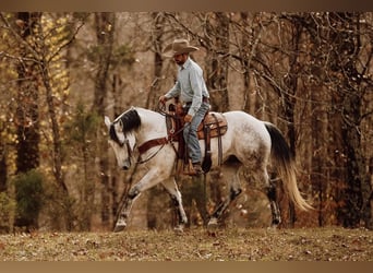 American Quarter Horse, Wallach, 8 Jahre, 152 cm, Schimmel