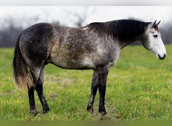 American Quarter Horse, Wallach, 8 Jahre, 152 cm, Schimmel