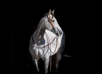 American Quarter Horse, Wallach, 8 Jahre, 152 cm, Schimmel