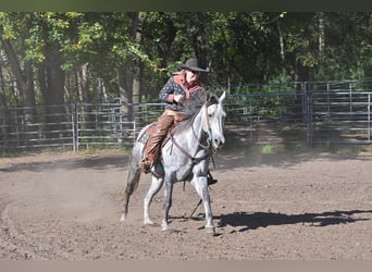 American Quarter Horse, Wallach, 8 Jahre, 152 cm, Schimmel