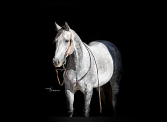 American Quarter Horse, Wallach, 8 Jahre, 152 cm, Schimmel