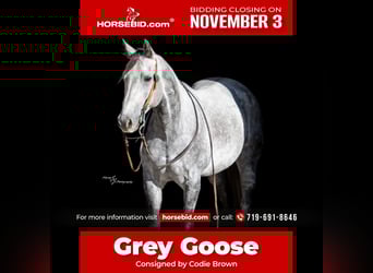 American Quarter Horse, Wallach, 8 Jahre, 152 cm, Schimmel