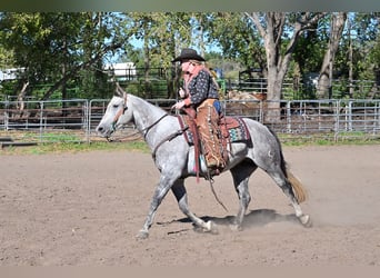 American Quarter Horse, Wallach, 8 Jahre, 152 cm, Schimmel