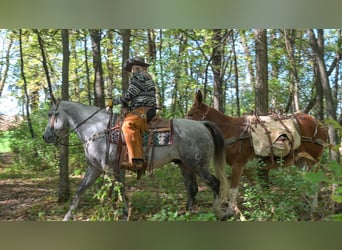 American Quarter Horse, Wallach, 8 Jahre, 152 cm, Schimmel