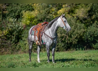 American Quarter Horse, Wallach, 8 Jahre, 152 cm, Schimmel