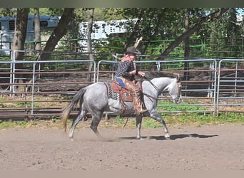 American Quarter Horse, Wallach, 8 Jahre, 152 cm, Schimmel