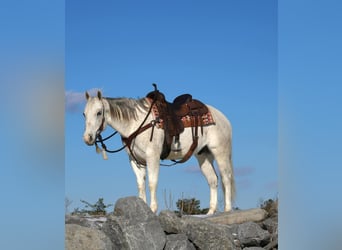 American Quarter Horse, Wallach, 8 Jahre, 152 cm, Schimmel