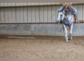 American Quarter Horse, Wallach, 8 Jahre, 152 cm, Schimmel