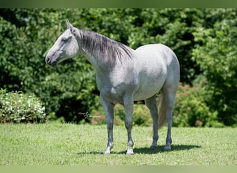 American Quarter Horse, Wallach, 8 Jahre, 152 cm, Schimmel