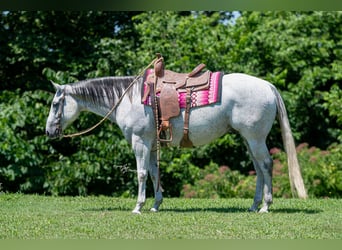 American Quarter Horse, Wallach, 8 Jahre, 152 cm, Schimmel