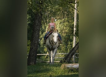 American Quarter Horse, Wallach, 8 Jahre, 152 cm, Schimmel