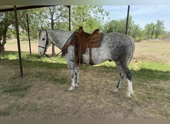 American Quarter Horse, Wallach, 8 Jahre, 152 cm, Schimmel