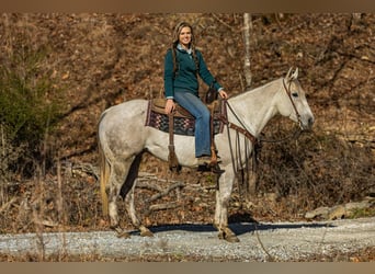 American Quarter Horse, Wallach, 8 Jahre, 152 cm, Schimmel