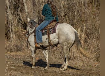 American Quarter Horse, Wallach, 8 Jahre, 152 cm, Schimmel