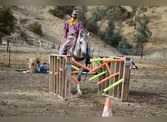 American Quarter Horse, Wallach, 8 Jahre, 152 cm, Schimmel