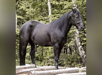 American Quarter Horse, Wallach, 8 Jahre, 153 cm, Rappe