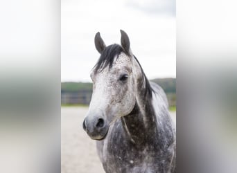 American Quarter Horse, Wallach, 8 Jahre, 153 cm, Schimmel