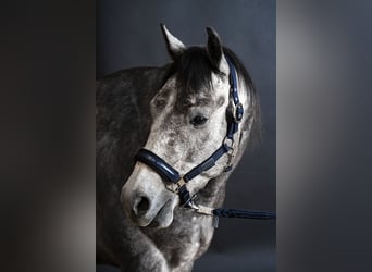 American Quarter Horse, Wallach, 8 Jahre, 153 cm, Schimmel
