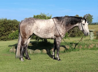 American Quarter Horse, Wallach, 8 Jahre, 155 cm, Apfelschimmel