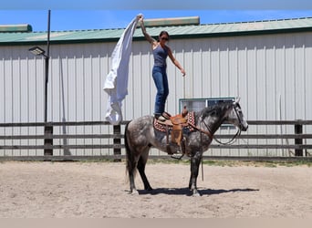 American Quarter Horse, Wallach, 8 Jahre, 155 cm, Apfelschimmel